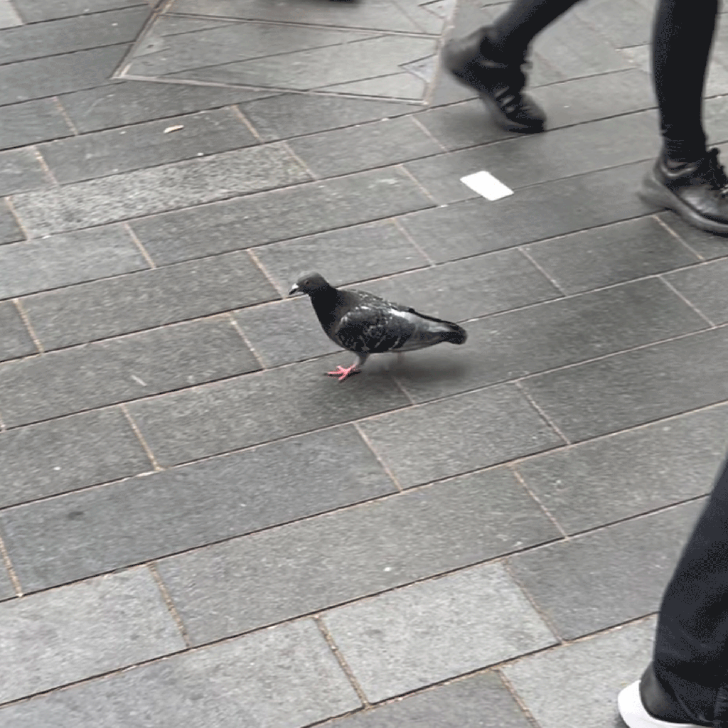 pigeon walking on a brick road